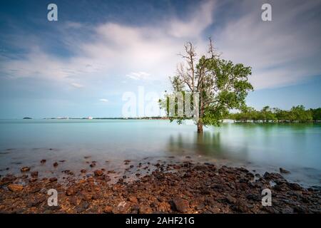 The mangrove tree within a blissful of sunshine at Pulau Burung, Pantai Cahaya Negeri, Port Dickson Stock Photo