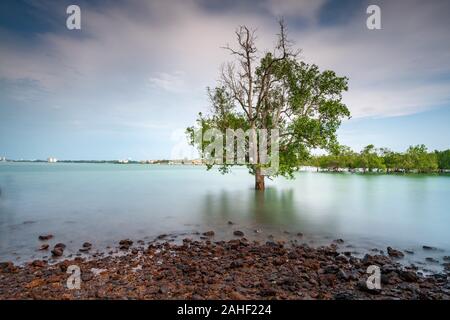 The mangrove tree within a blissful of sunshine at Pulau Burung, Pantai Cahaya Negeri, Port Dickson Stock Photo