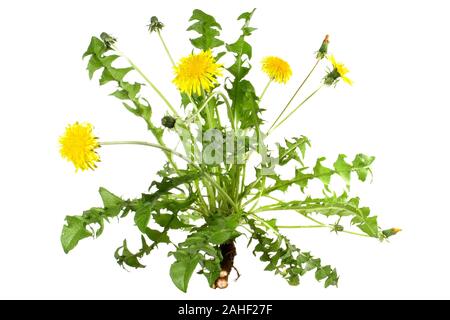 Dandelion Flower with Root on white Background Stock Photo