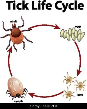 Diagram showing life cycle of tick illustration Stock Vector