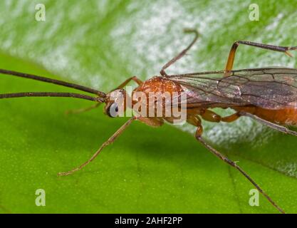 Macro Photography of Flying Ant on Green Leaf Stock Photo