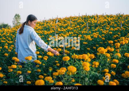 woman collects orange Marigold flowers in beautiful garden. Stock Photo