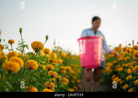 woman collects orange Marigold flowers in beautiful garden. Stock Photo