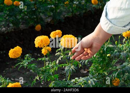 woman collects orange Marigold flowers in beautiful garden. Stock Photo