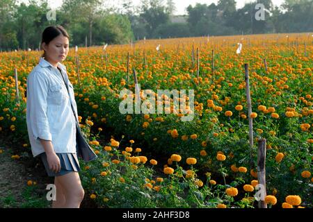 woman collects orange Marigold flowers in beautiful garden. Stock Photo