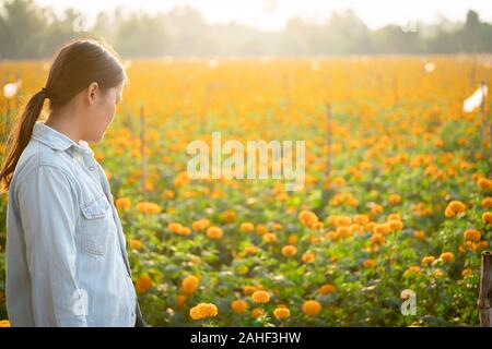 woman collects orange Marigold flowers in beautiful garden. Stock Photo