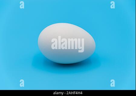 Egg laying isolated on blue background. Front view. Horizontal shot. Stock Photo