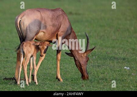 Topi (Damaliscus lunatus) adult female with her young foal, Maasai Mara, Kenya. Stock Photo