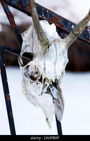 skeletal head from a horned animal perched on an iron gate Stock Photo