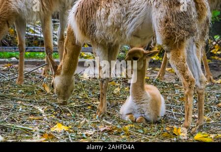 closeup of a vicuna baby sitting under its mother, Adorable animal family portrait, Specie related to the camel and alpaca Stock Photo