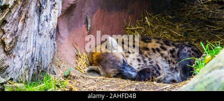 closeup portrait of a spotted hyena sleeping during day time, Nocturnal wild dog from the desert of africa Stock Photo