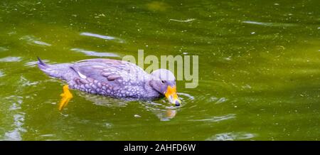 fuegian steamer duck floating on the water in closeup, tropical bird specie from south America Stock Photo