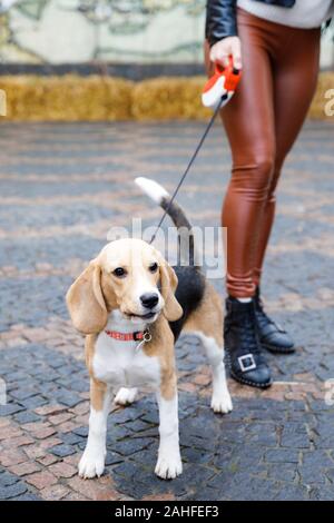 Young pretty girl walking her cute dog in the park. Stock Photo