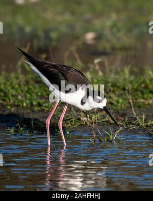 Black necked stilt walking through the swamp searching for food Stock Photo