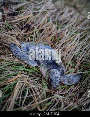 Angled Shot of a Dead Kemps Ridley Sea Turtle Stock Photo