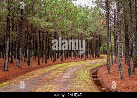 Pine trees lined the road in the winter - Florida, USA Stock Photo