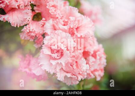 Blooming hybrid Azalia Rhododendron hybridum selection in a greenhouse. flower background. Soft focus. Macro view Stock Photo