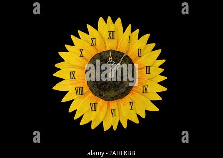Yellow Sunflower Clock isolated on a black background. Stock Photo