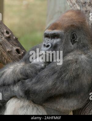 Closeup portrait of a western lowland male silverback gorilla with his arms crossed and leaning up against a tree Stock Photo