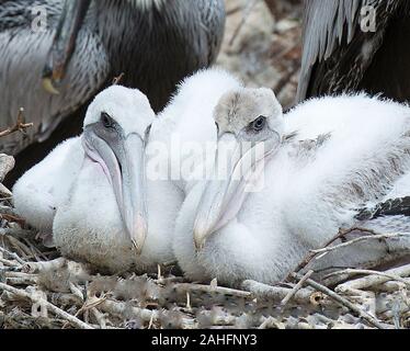 Brown baby pelican close-up profile view resting displaying whitish feathers, body, head, beak, eye, plumage in its environment and surrounding. Stock Photo
