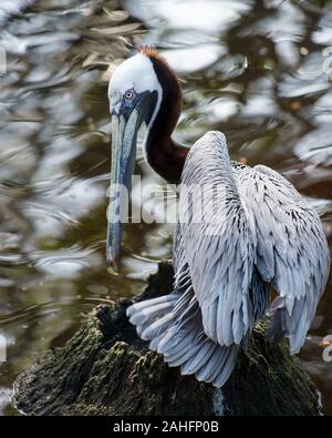 Brown pelican bird by the water with a close-up profile view displaying body, wings, eye, head, beak, brown plumage with bokeh background. Stock Photo