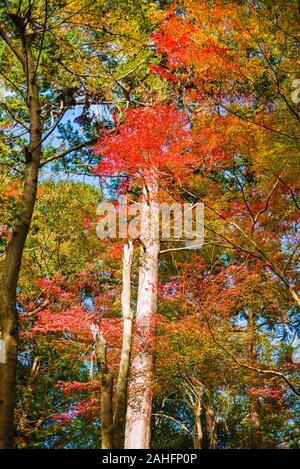 Intense Japanese maple autumn foliage Stock Photo