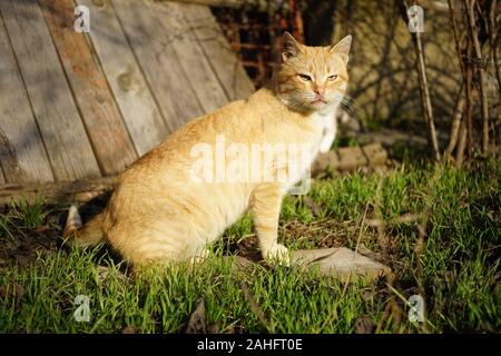 Cute ginger cat sitting in a sunny garden on green grass, pet relaxing outdoors. Stock Photo
