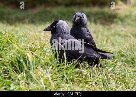 A pair of Jackdaw birds Corvus monedula together in long grass in summer Stock Photo