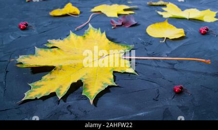 Maple leaf on the concrete background. Bright yellow maple leaf closeup. Stock Photo