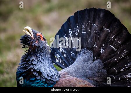 A close up of a male rogue Capercaillie Tetrao urogallus with its tail raised and fanned in display to intruders in the highlands of Scotland U.K. Stock Photo