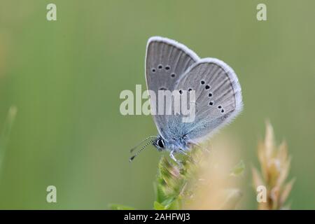 Mazarine Blue (Cyaniris semiargus) photographed at Katzbergerhöhe, Austria. Stock Photo