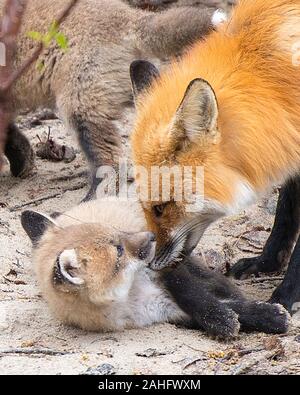 Fox Red Fox animal  mother and kit foxes in the forest grooming its baby fox enjoying its surrounding and environment , exposing rusty red color fur, Stock Photo