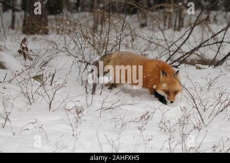 Red Fox animal  in the forest in the winter season in its surrounding and environment displaying rusty red color fur, head, eyes, ears, nose, bushy ta Stock Photo