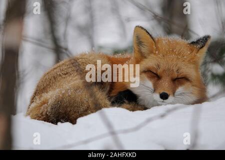 Red Fox animal close-up profile view sleeping on snow in the forest in the winter season in its surrounding and environment displaying rusty red color Stock Photo