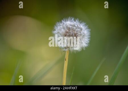 Dandelion seed heads-Taraxacum. Stock Photo