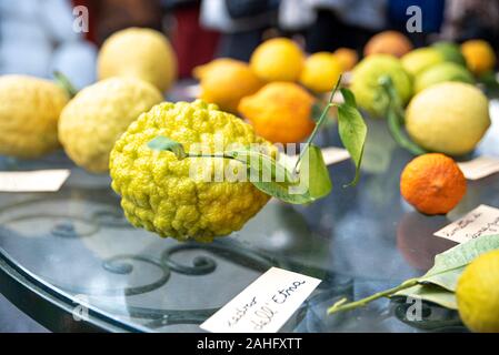set of citrus fruits of different species. Stock Photo