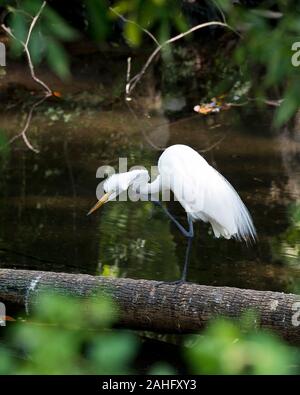 Great White Egret close-up profile view perched on a log by the water with a blurred foreground of foliage and water background in its environment and Stock Photo