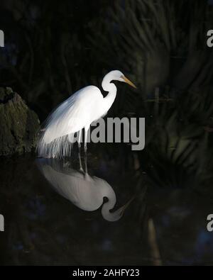 Great White in the water with a reflection displaying white feathers plumage,  wings, head, eye, neck, long legs, white color with a black contrast ba Stock Photo