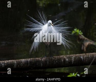 Great White Egret bird close-up profile view by the water displaying its white feathers plumage, head, beak, eye, black legs, with a black contrast ba Stock Photo