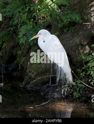 Great White Egret bird close-up profile view perched on a rock by the water displaying white feathers, head, beak, eye, legs, white plumage with a fol Stock Photo