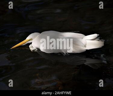 Great White Egret bird in the water basking in sunlight displaying white feathers, head, yellow beak, eye, white plumage with isolated on black backgr Stock Photo