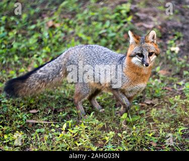Grey fox animal walking in a field, displaying grey fur, head, ears, eyes, nose, bushy tail with a blurred background in its surrounding and environme Stock Photo