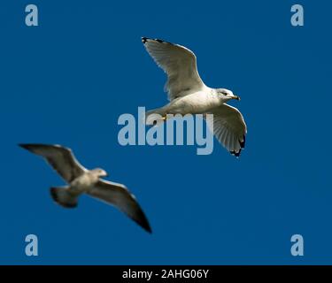 Gull birds flying exposing its body, head, beak, eye, feet white plumage with a nice foliage background in its environment and surrounding. Stock Photo