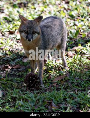 Grey fox animal walking in a field, exposing its body, head, ears, eyes, nose, tail enjoying its surrounding and environment. Stock Photo