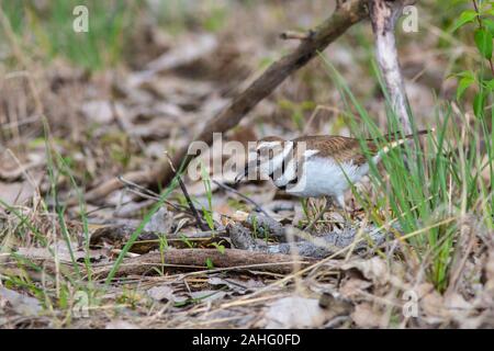 Killdeer (Charadrius vociferus) on the ground near a nesting site Stock Photo