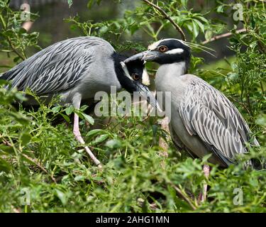 Yellow-crowned Night-Heron bird couple close-up profile view perched with evergreen background and foreground in courtship in their environment and su Stock Photo