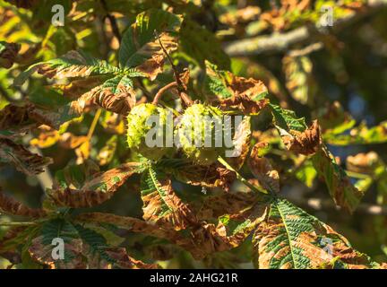 Horse-chestnut (Aesculus hippocastanum) bearing fruit with decaying leaves. Hereford UK. September 2019 Stock Photo