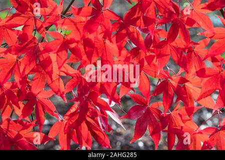 Japanese Maple (Acer palmatum) bright red leaves hanging down, Dinmore Herefordshire UK. October 2019 Stock Photo