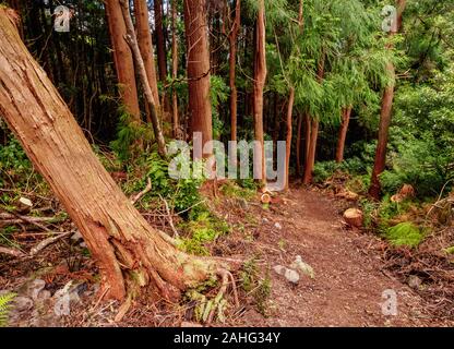 Forest on the slopes of Pico Alto, Santa Maria Island, Azores, Portugal Stock Photo