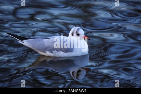 The black-headed gull, swimming in her winter dress, swam calmly and relaxed in the lake. The reflections formed an interesting pattern in the water. Stock Photo
